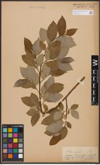 Foto von Salix caprea L.